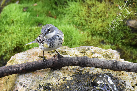 Yellow-rumped Warbler female 4-20-17