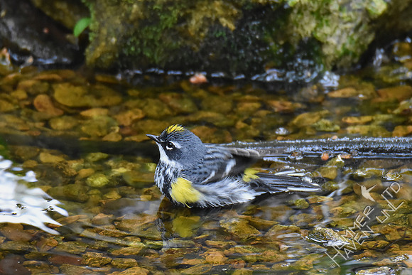 Yellow-rumped Warbler 4-21-17