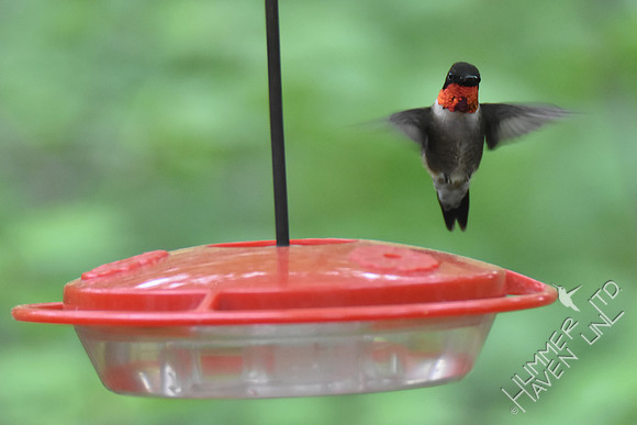 Ruby-throated Hummingbird 4-21-17