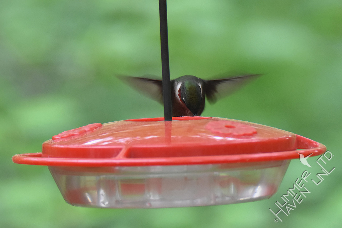 Ruby-throated Hummingbird 4-21-17