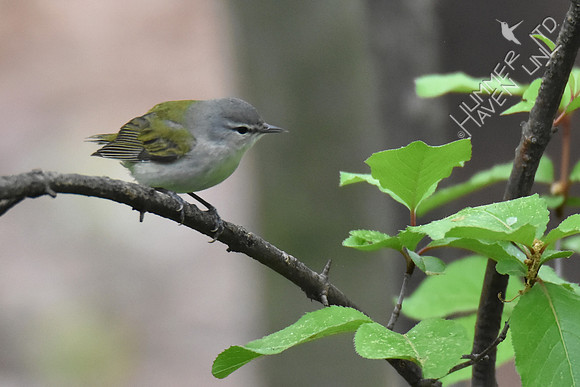 Tennessee Warbler 4-21-17