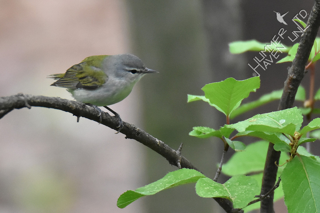 Tennessee Warbler 4-21-17