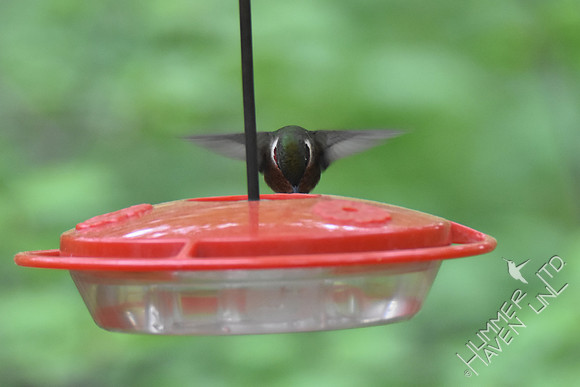 Ruby-throated Hummingbird 4-21-17