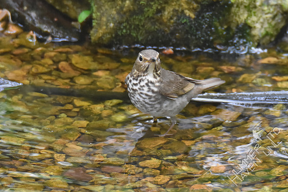 Swainson's Thrush 4-21-17