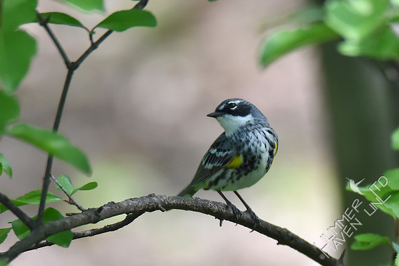 Yellow-rumped Warbler 4-23-17