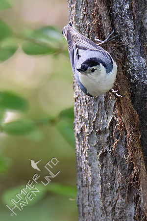 White-breasted Nuthatch 4-23-17