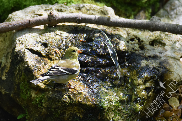 American Goldfinch female 4-22-17