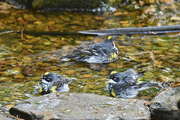 Yellow-rumped Warblers 4-22-17