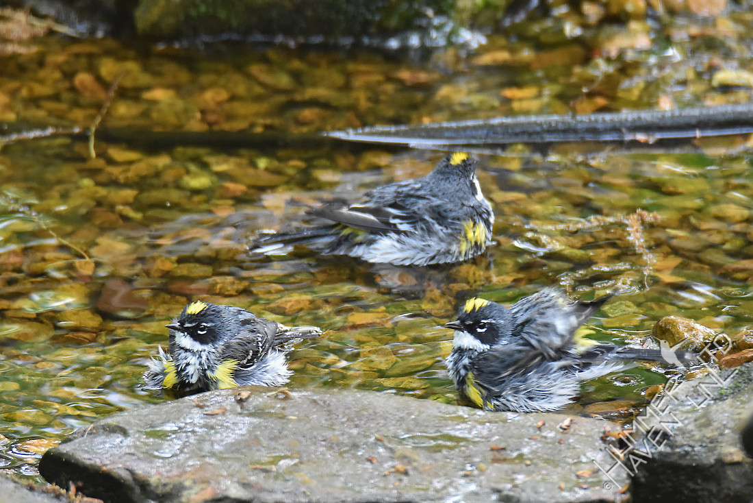 Yellow-rumped Warblers 4-22-17