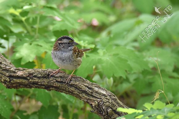 White-throated Sparrow 4-23-17