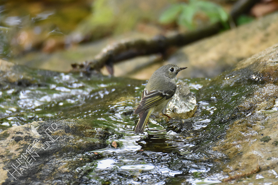 Ruby-crowned Kinglet 4-24-17