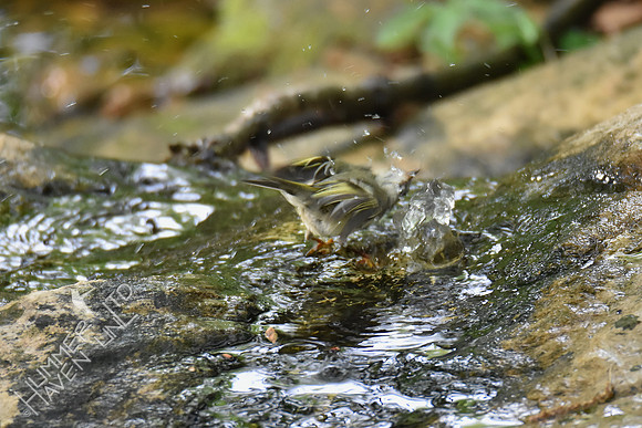 Ruby-crowned Kinglet 4-24-17