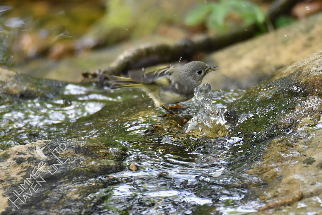 Ruby-crowned Kinglet 4-24-17
