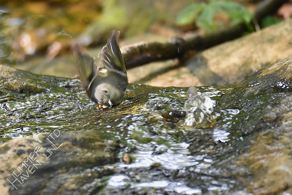 Ruby-crowned Kinglet 4-24-17