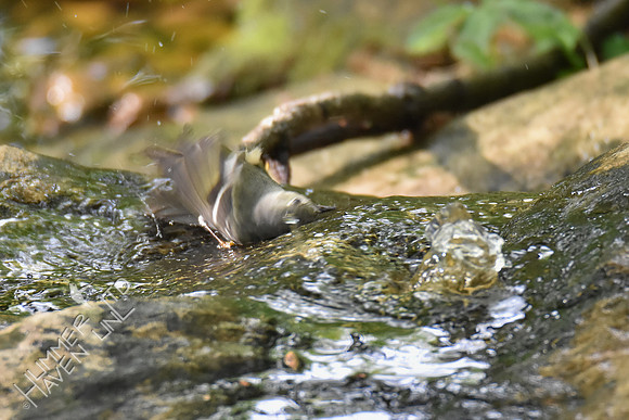 Ruby-crowned Kinglet 4-24-17