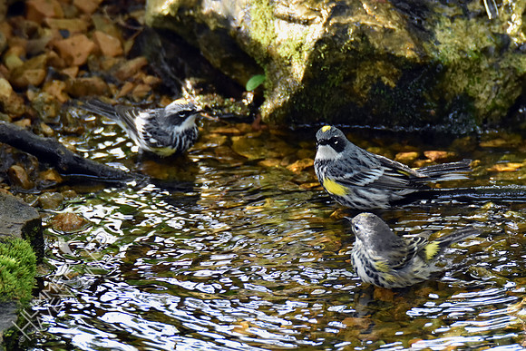 Yellow-rumped Warblers 4-24-17