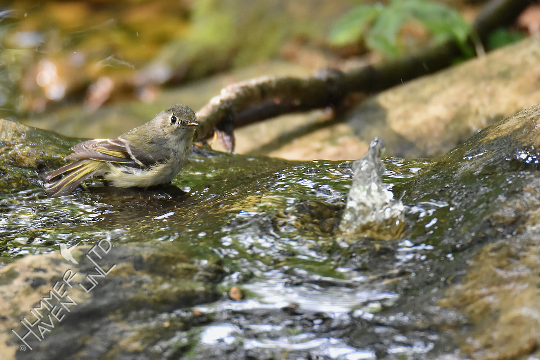 Ruby-crowned Kinglet 4-24-17
