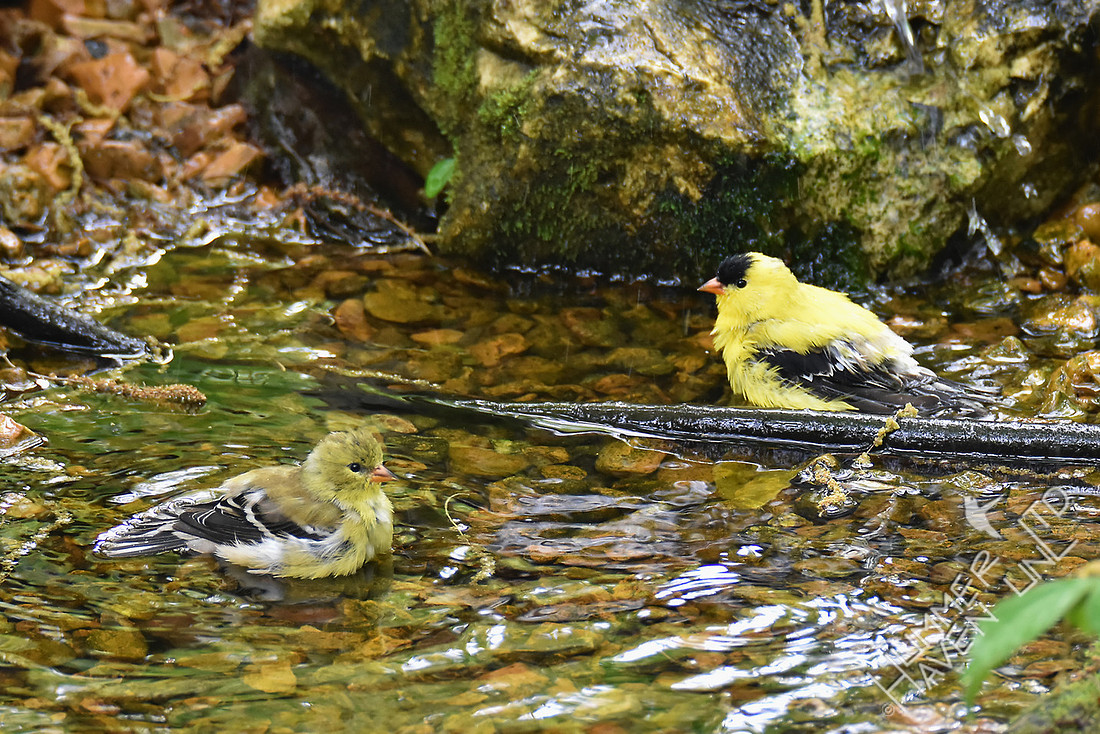 American Goldfinches 4-25-17