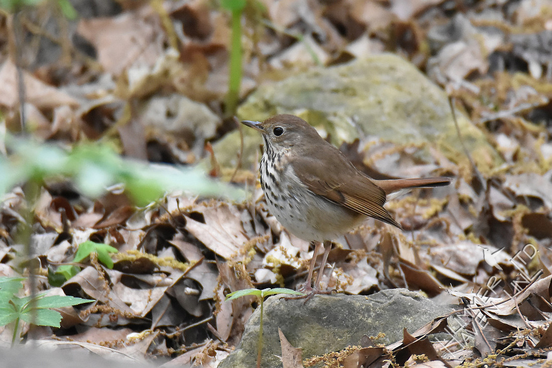 Hermit Thrush 4-26-17