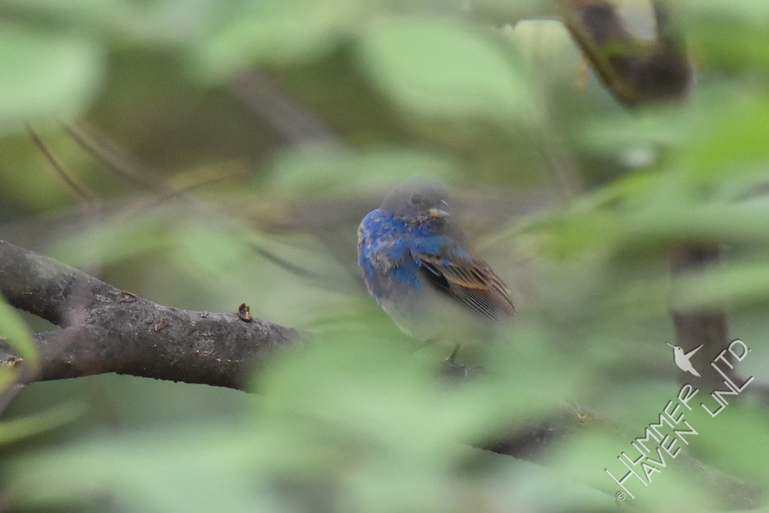 Indigo Bunting 4-26-17