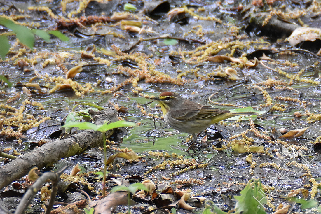 Palm Warbler 4-26-17