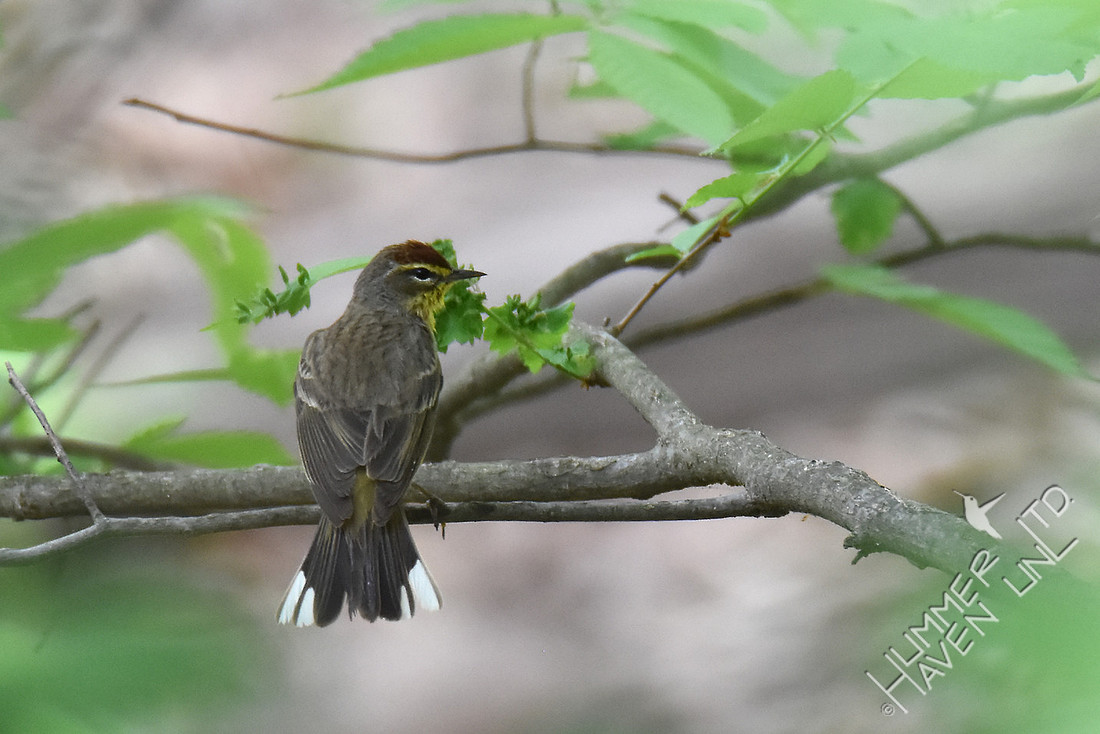 Palm Warbler 4-26-17