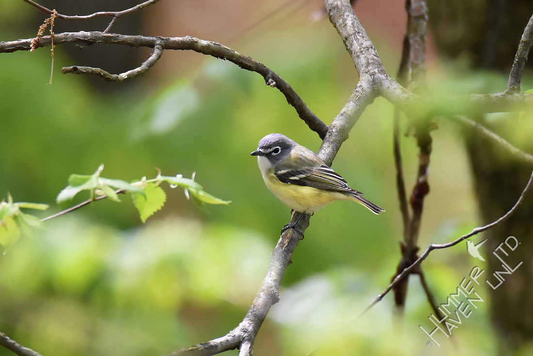 Blue-headed Vireo 4-27-17