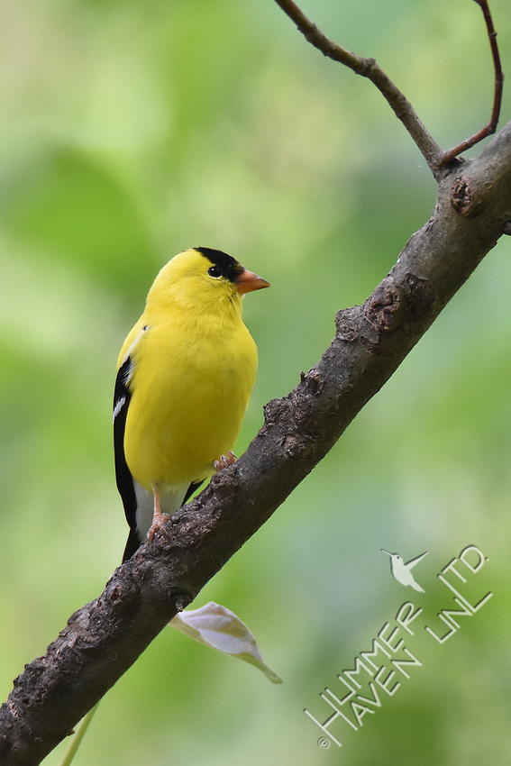 American Goldfinch 4-27-17