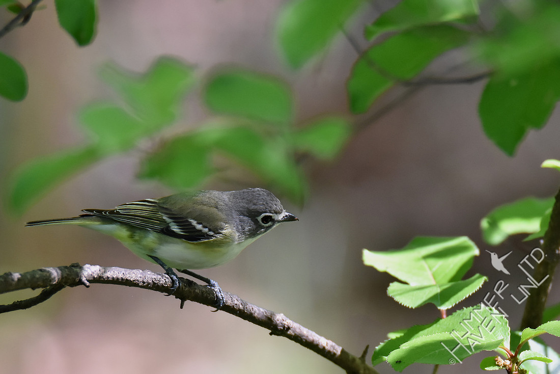 Blue-headed Vireo 4-27-17