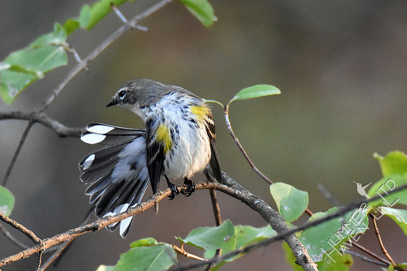 Yellow-rumped Warbler 10-23-16