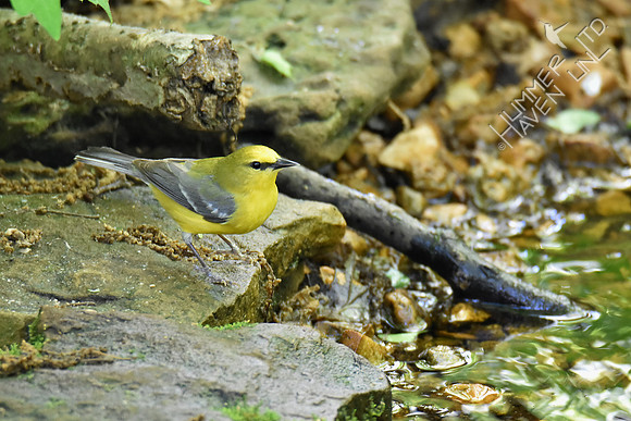 Blue-winged Warbler 5-2-17