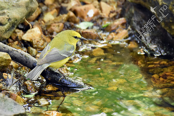 Blue-winged Warbler 5-2-17