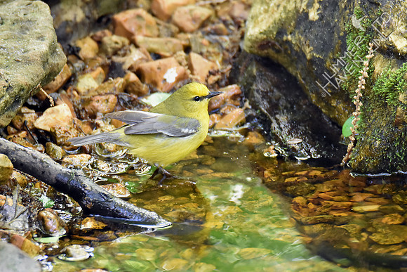 Blue-winged Warbler 5-2-17