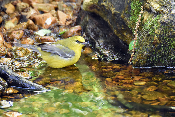 Blue-winged Warbler 5-2-17