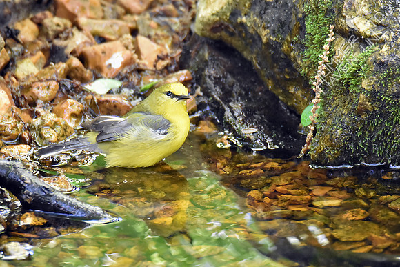 Blue-winged Warbler 5-2-17
