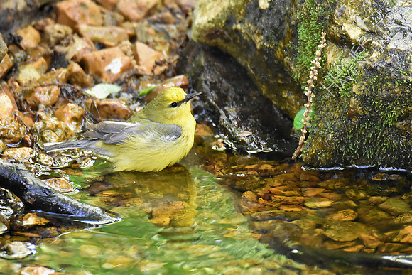 Blue-winged Warbler 5-2-17