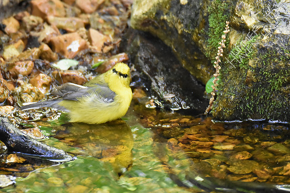 Blue-winged Warbler 5-2-17