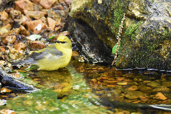 Blue-winged Warbler 5-2-17