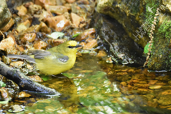Blue-winged Warbler 5-2-17