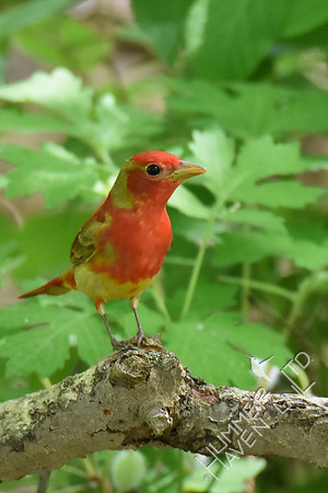 Summer Tanager 1st year male 5-2-17