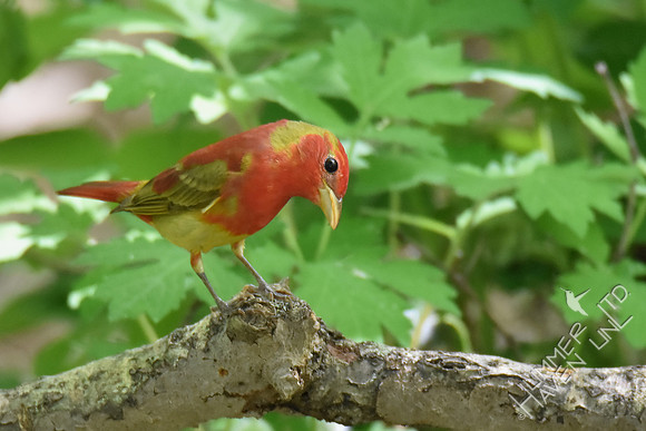 Summer Tanager 1st year male 5-2-17