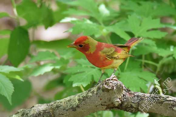 Summer Tanager 1st year male 5-2-17