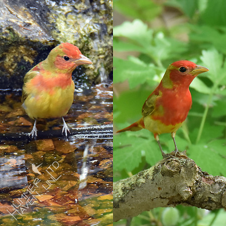 Summer Tanager 1st year males 5-1&2-17