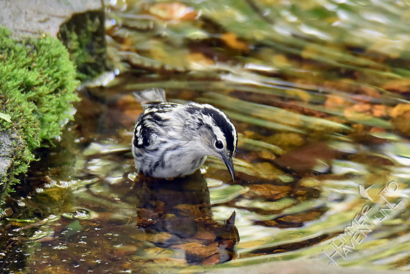 Black and White Warbler female 5-2-17