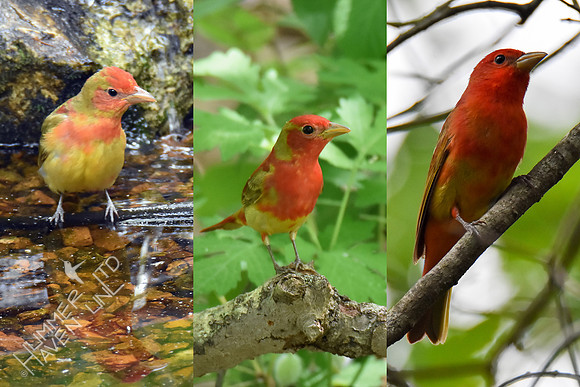Summer Tanager 1st year males and adult 5--17