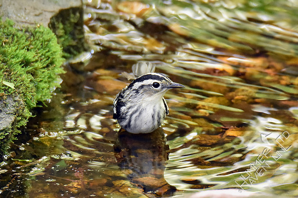 Black and White Warbler female 5-2-17