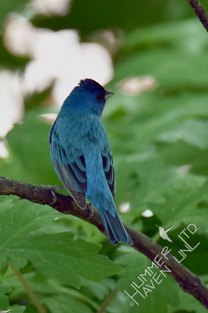 Indigo Bunting 5-2-17