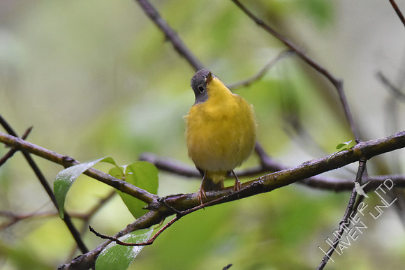 Nashville Warbler singing in the rain 5-4-17