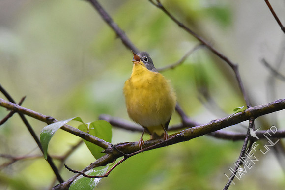 Nashville Warbler singing in the rain 5-4-17