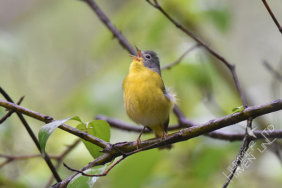 Nashville Warbler singing in the rain 5-4-17